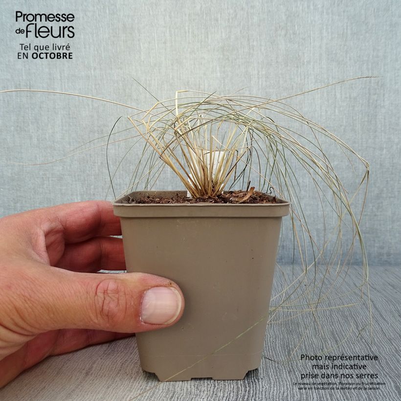 Stipa pulcherrima - Stipe admirable Godet de 9cm sample as delivered in autumn