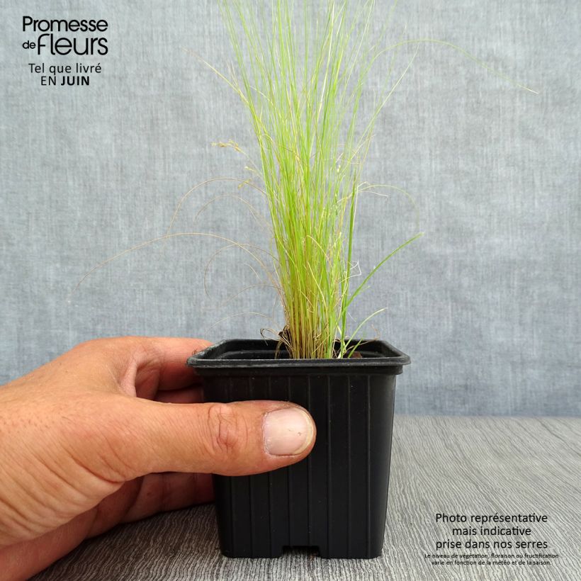 Stipa tenuifolia 7/8 cm pot sample as delivered in summer