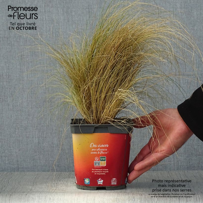 Stipa tenuifolia - Cheveux d'ange pot de 2L sample as delivered in autumn