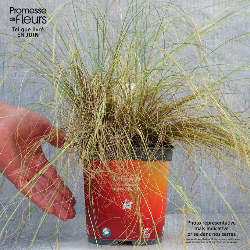 Stipa tenuifolia 2L/3L pot sample as delivered in summer