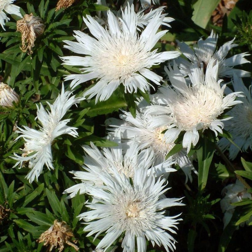 Stokesia laevis Alba (Flowering)