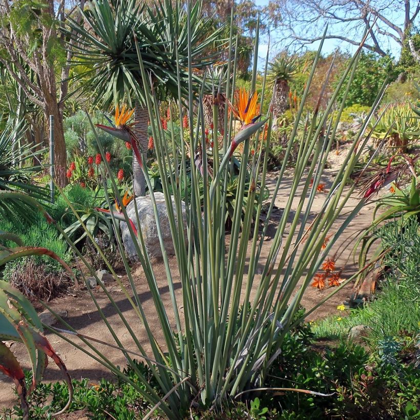 Strelitzia juncea (Plant habit)