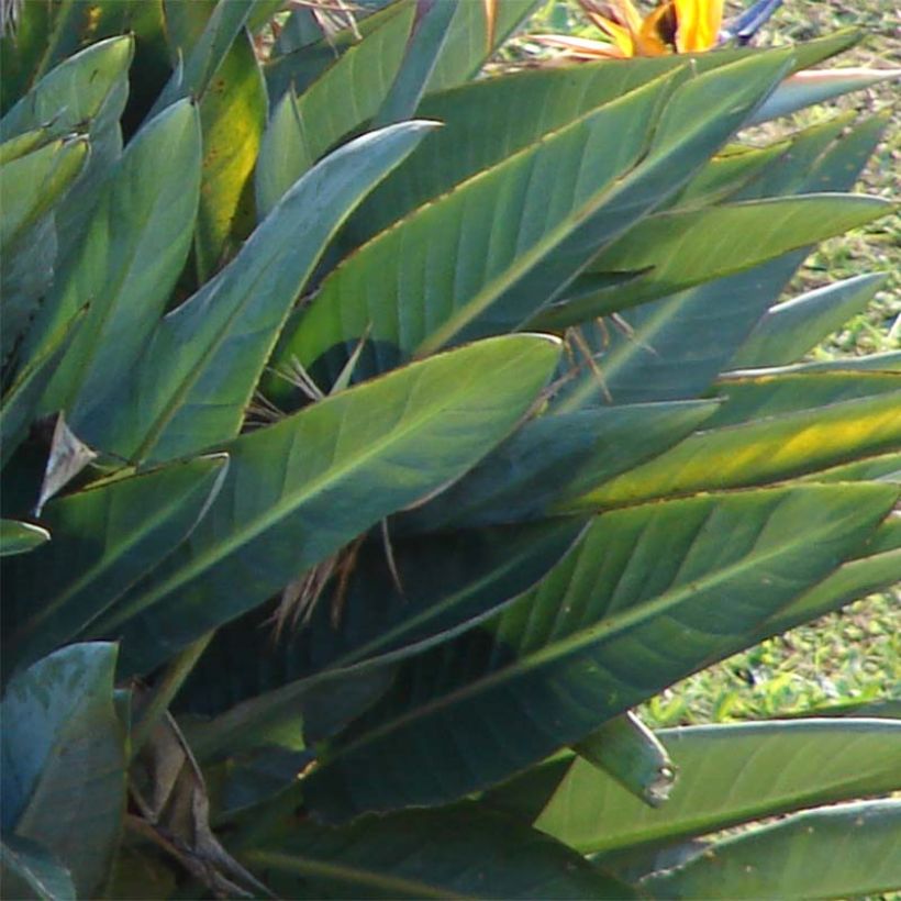 Strelitzia reginae (Foliage)