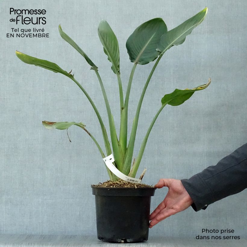 Strelitzia reginae - Oiseau de Paradis en pot de 2/3 litres sample as delivered in autumn