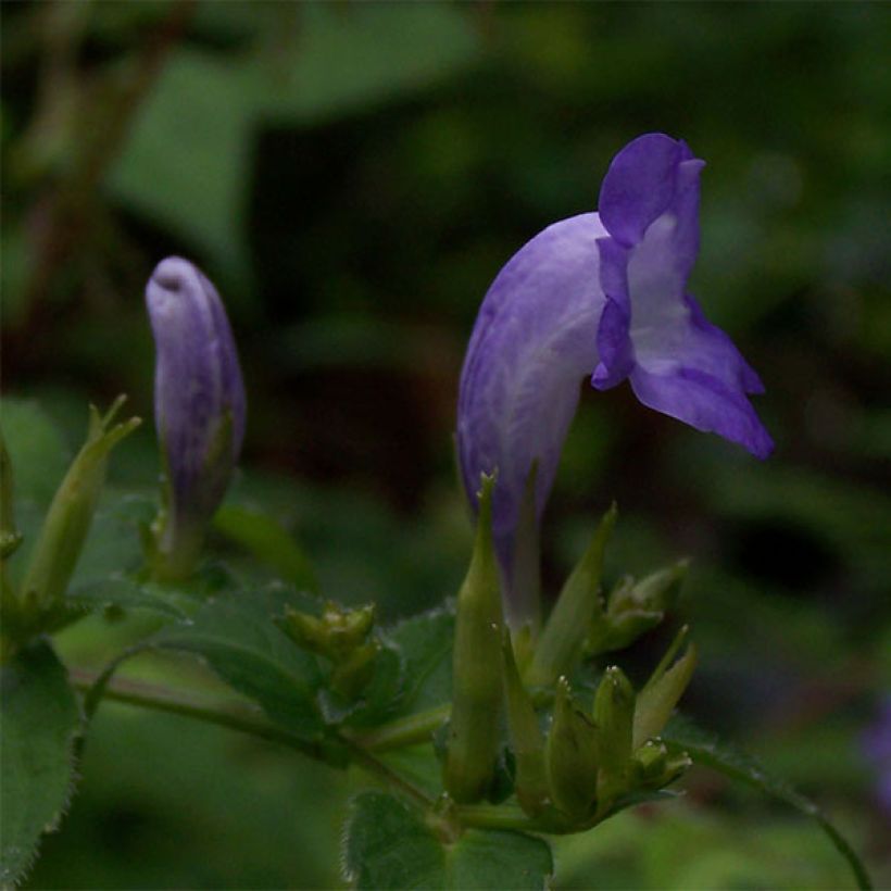 Strobilanthes attenuata (Flowering)
