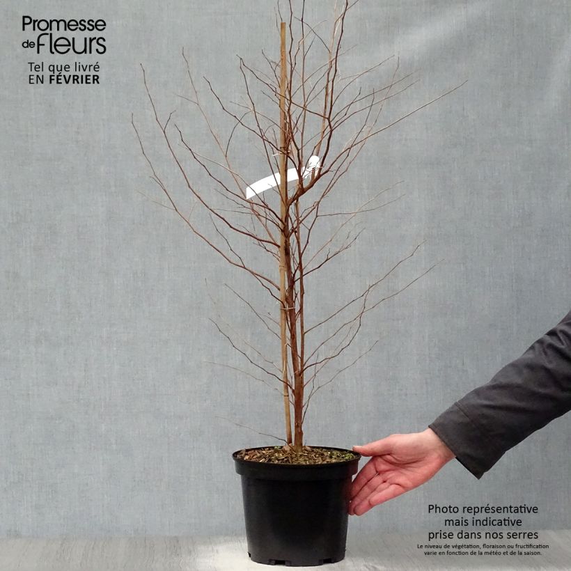 Styrax japonicus Fargesii 4L/5L pot sample as delivered in winter