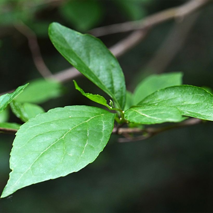 Styrax japonicus Fargesii (Foliage)