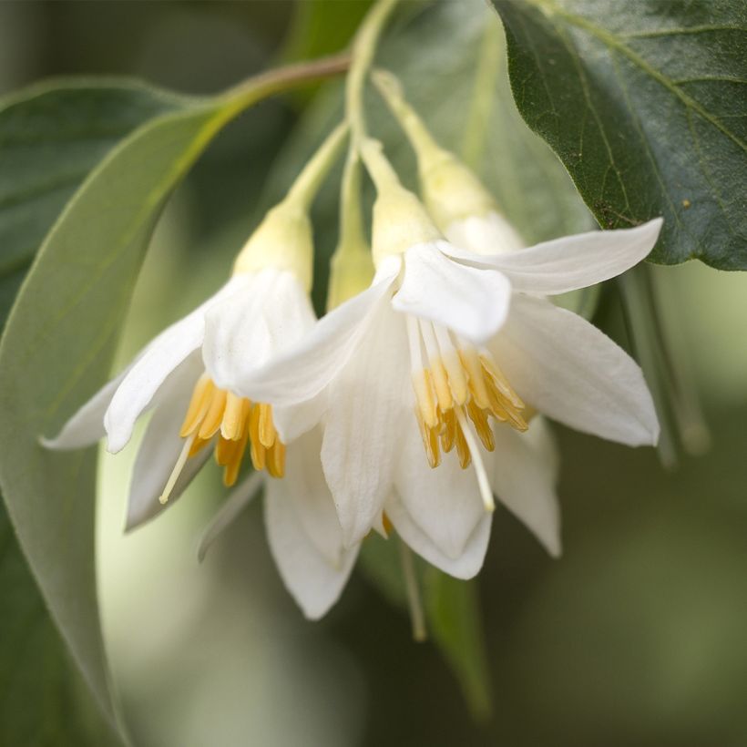 Styrax japonicus Fargesii (Flowering)