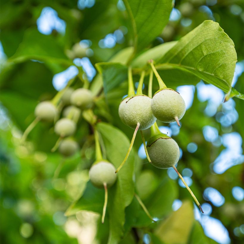 Styrax japonicus Fargesii (Harvest)