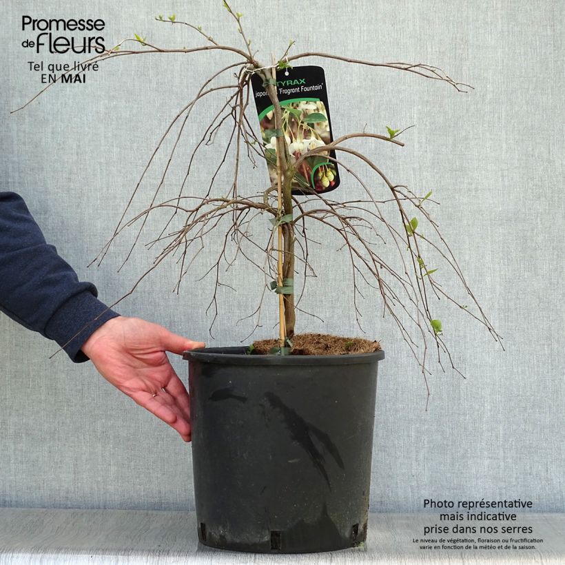 Styrax japonica Fragrant Fountain® 7.5L/10L potShipped height around 80/100cm sample as delivered in spring
