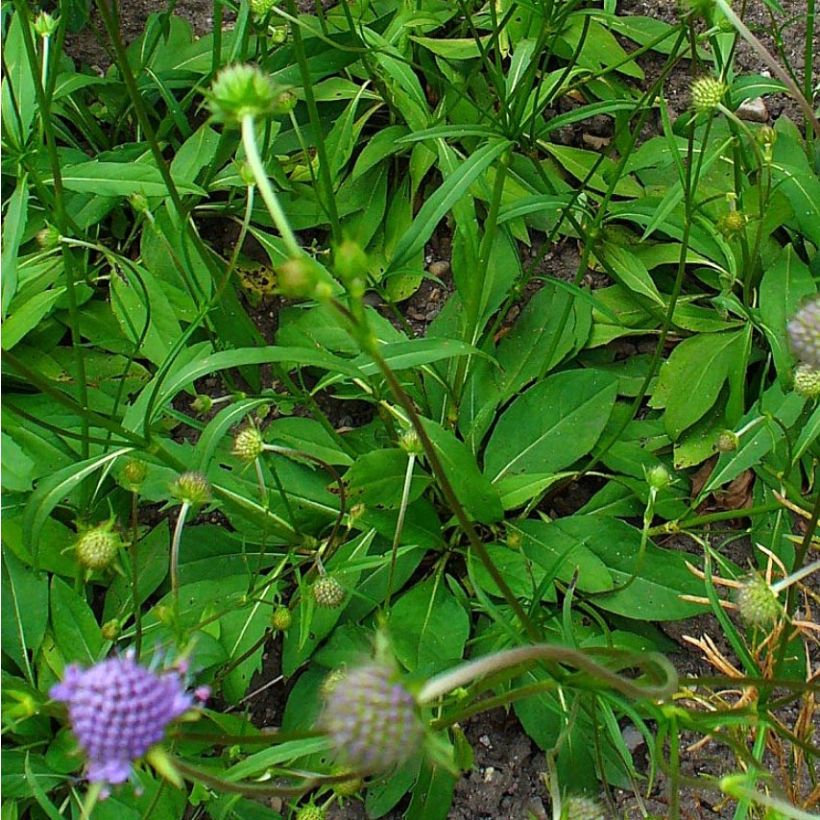 Succisa pratensis (Foliage)