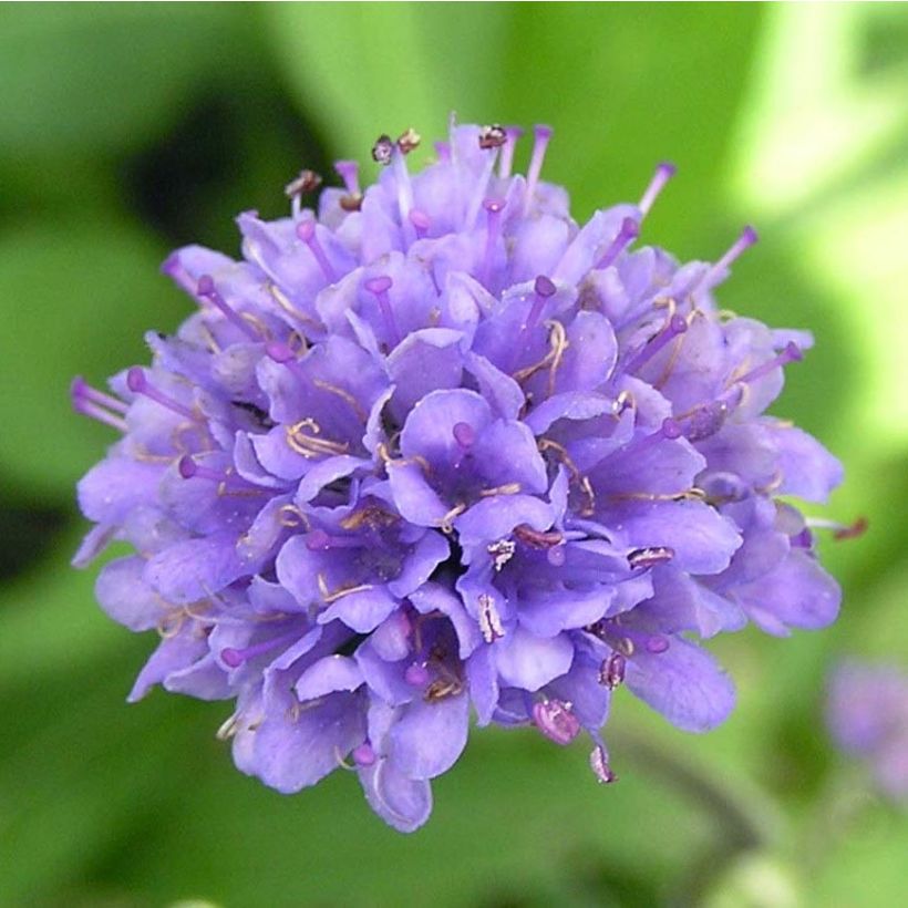 Succisa pratensis (Flowering)