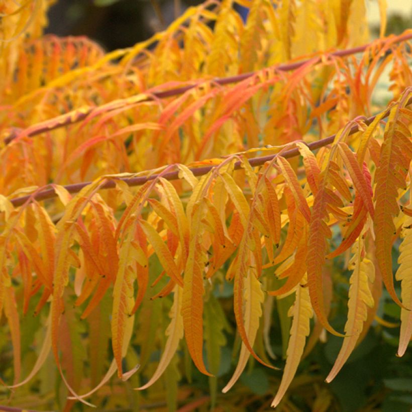 Rhus typhina Tiger Eyes - Stag's Horn Sumach (Foliage)
