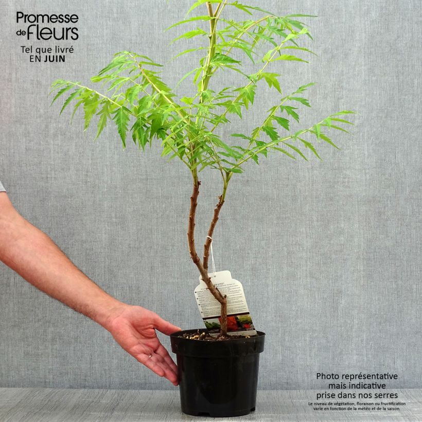 Rhus typhina Tiger Eyes - Stag's Horn Sumach 3L/4L pot sample as delivered in summer