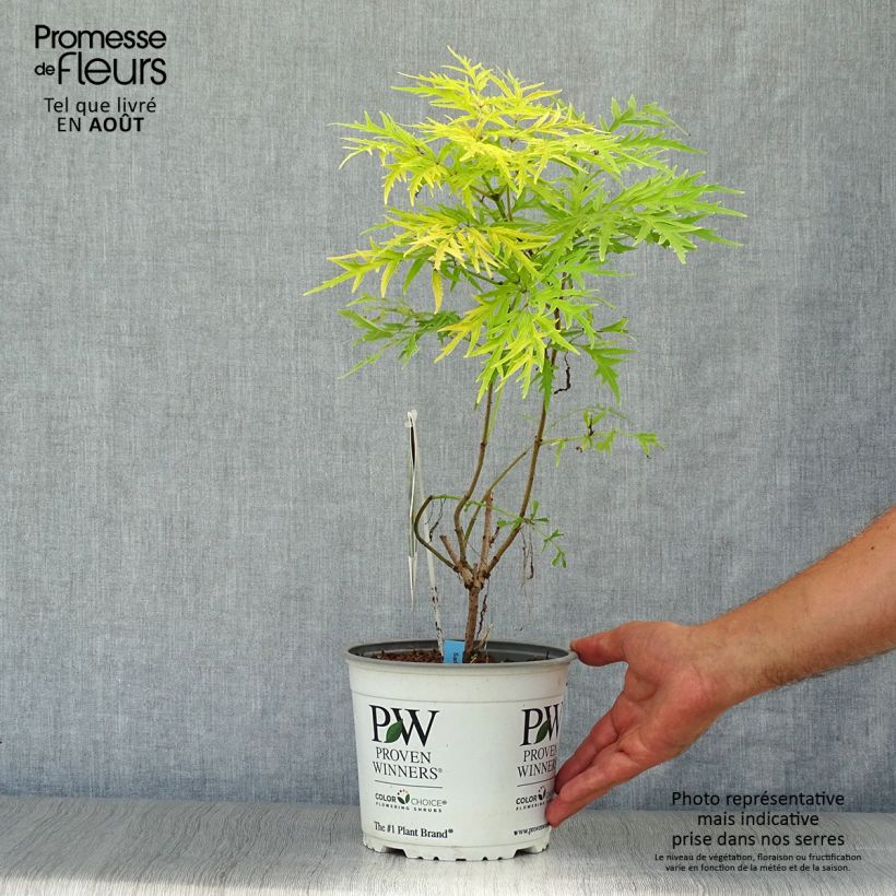 Sambucus racemosa Lemony Lace - European Red Elder 2L/3L pot sample as delivered in summer