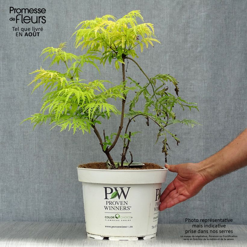 Sambucus racemosa Lemony Lace - European Red Elder 7.5L/10L pot sample as delivered in summer