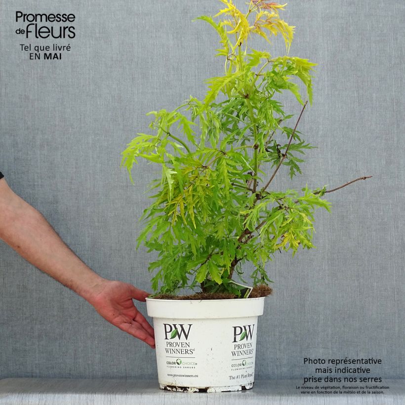 Sambucus racemosa Lemony Lace - European Red Elder 7.5L/10L potShipped height around 60/80cm sample as delivered in spring