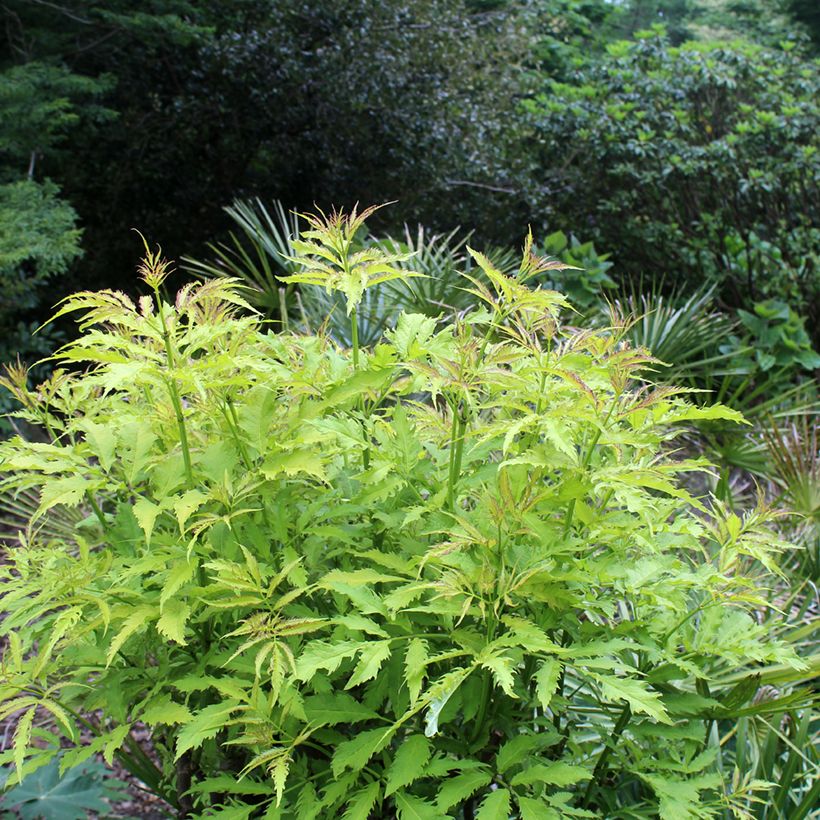 Elderberry - Sambucus racemosa Sutherland Gold (Plant habit)