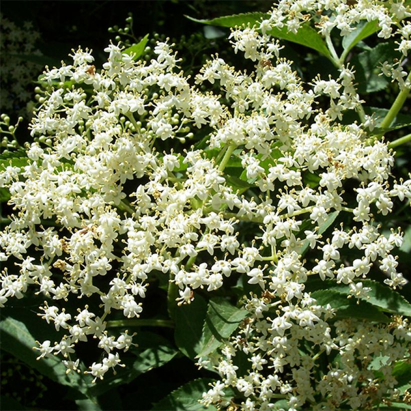 Sambucus nigra Korsor - Black Elder (Flowering)