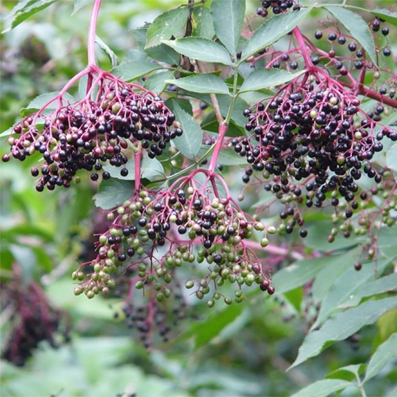 Sambucus nigra Korsor - Black Elder (Harvest)