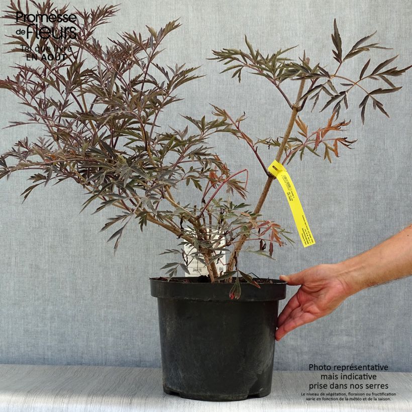 Sambucus nigra Black Lace - Black Elder 6L/7L pot sample as delivered in summer