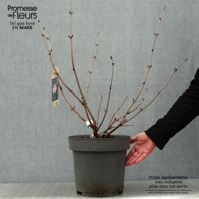 Sureau noir - Sambucus nigra Black Lace (Eva) en pot de 15L sample as delivered in winter