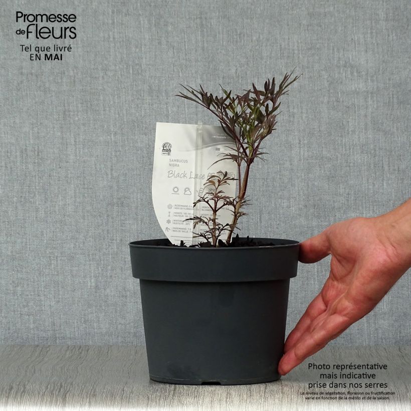 Sambucus nigra Black Lace - Black Elder 2L/3L potShipped height around 20/30cm sample as delivered in spring