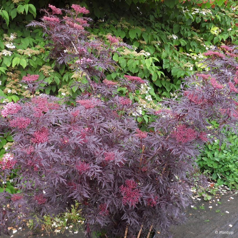 Sambucus nigra Cherry Lace - Black Elder (Plant habit)