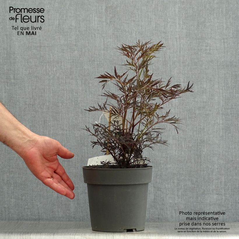 Sambucus nigra Straight Laced - Black Elder 3L/4L pot sample as delivered in spring