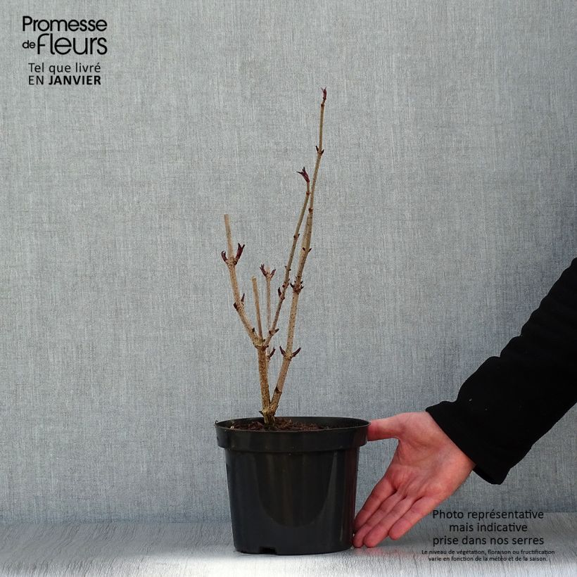 Sureau noir - Sambucus nigra en pot de 2L/3L sample as delivered in winter