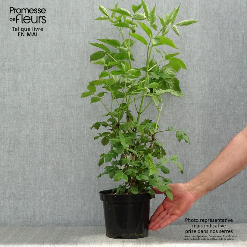 Sambucus nigra - Black Elder 2L/3L potShipped height around 50/60cm sample as delivered in spring