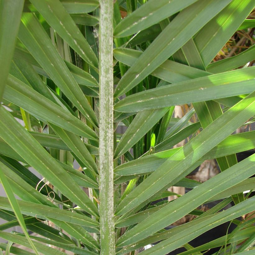 Syagrus romanzoffiana - Queen Palm (Foliage)