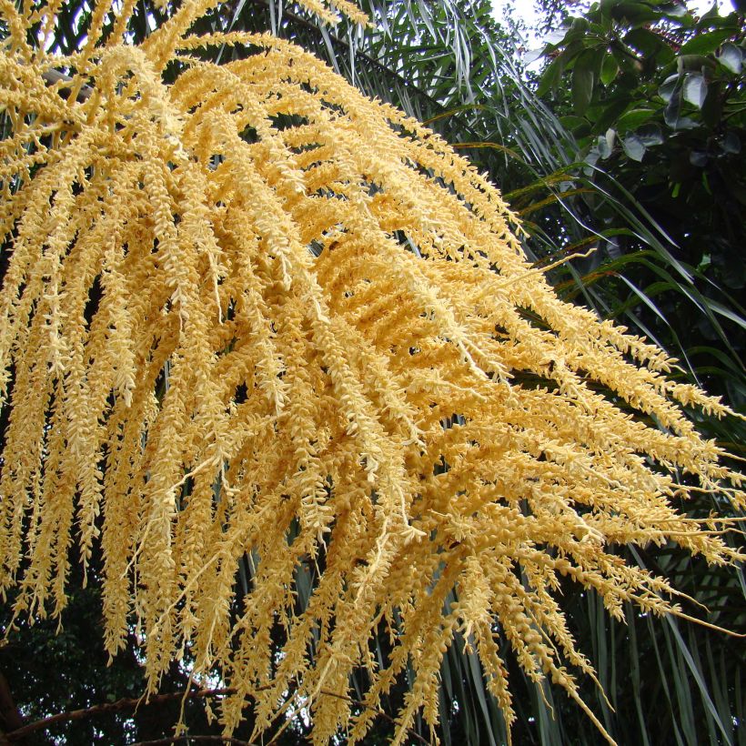 Syagrus romanzoffiana - Queen Palm (Flowering)