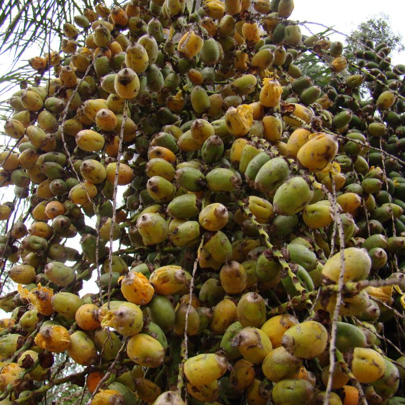 Syagrus romanzoffiana - Queen Palm (Harvest)