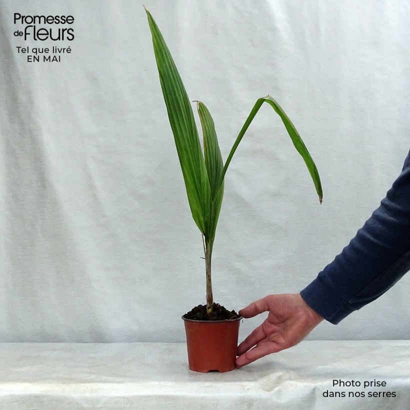 Syagrus romanzoffiana - Queen Palm sample as delivered in spring