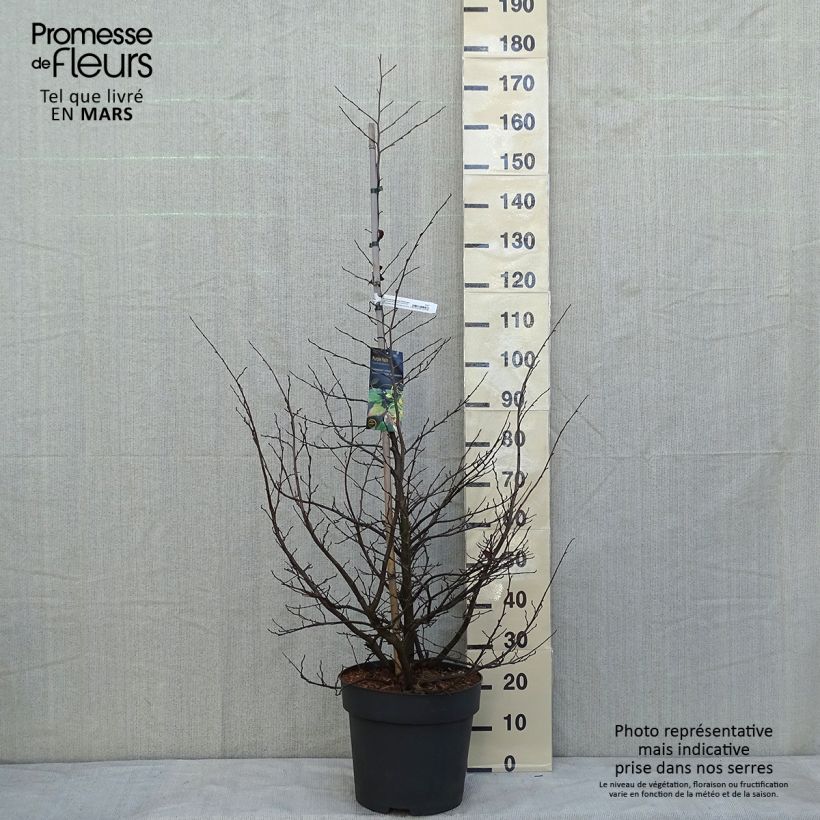 Sycoparrotia semidecidua Purple Haze  Pot de 16.5L sample as delivered in winter