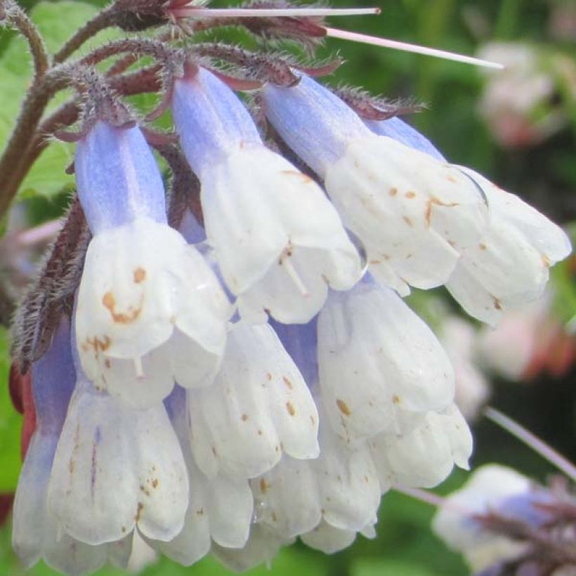 Symphytum grandiflorum Sky Blue Pink - Comfrey (Flowering)