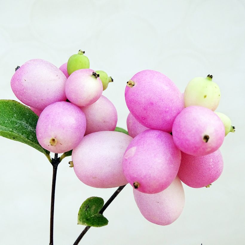 Symphorycarpos doorenboosii Mother Of Pearl (Harvest)