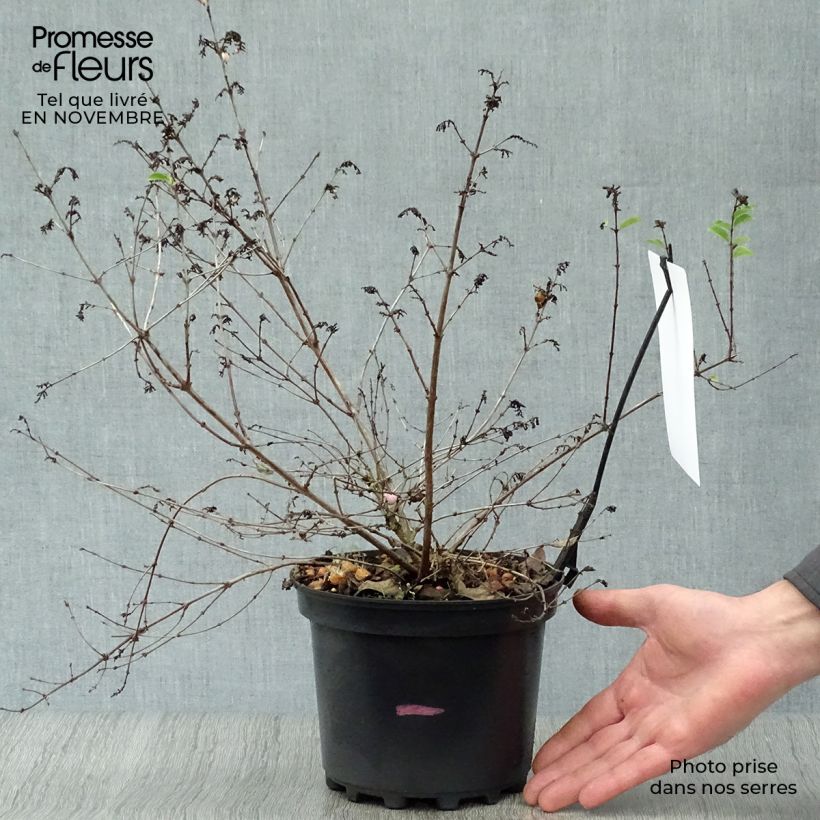 Symphoricarpos doorenboosii Magical Candy 2L/3L pot sample as delivered in autumn