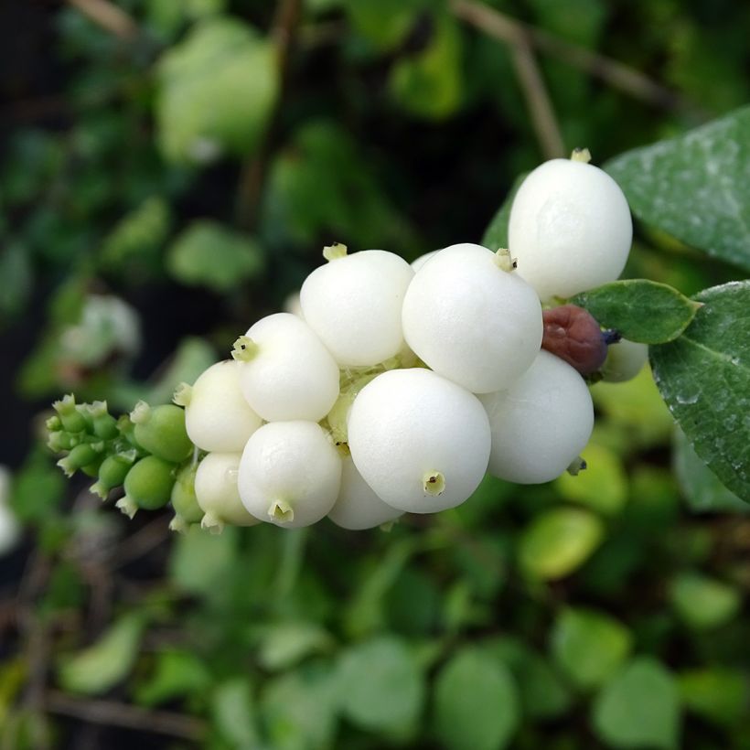 Symphoricarpos doorenboosii White Hedge (Harvest)