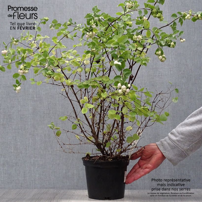 Symphoricarpos doorenboosii White Hedge 2L/3L pot sample as delivered in autumn