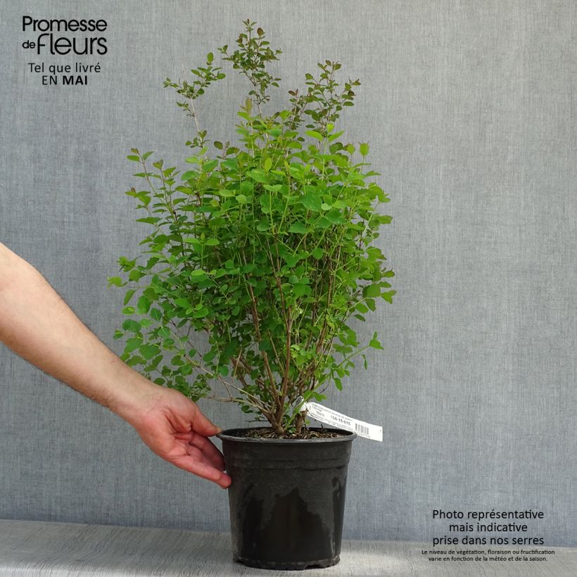 Symphoricarpos doorenbosii Magical Sweet 4L/5L potShipped height around 40/50cm sample as delivered in spring