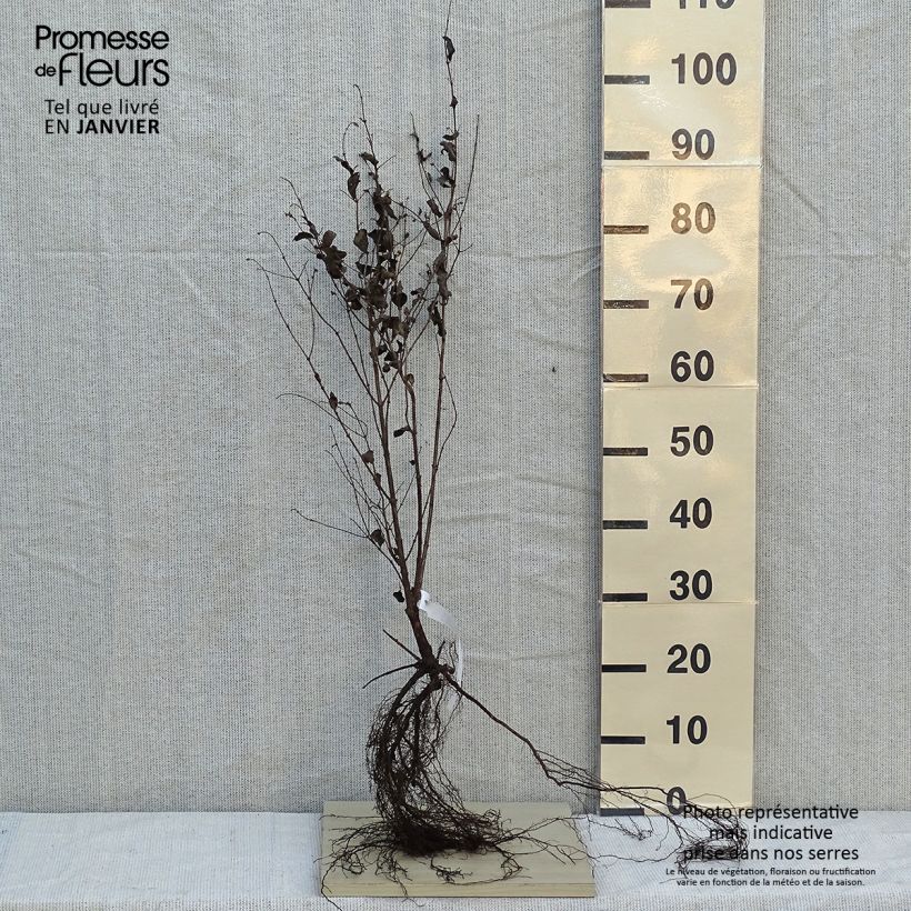Symphoricarpos albus var. laevigatus Laevigatus Bare rootShipped height around 40/60cm sample as delivered in winter