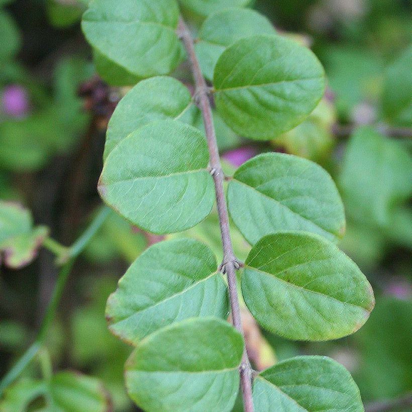 Symphorycarpos doorenbosii Magic Berry (Foliage)