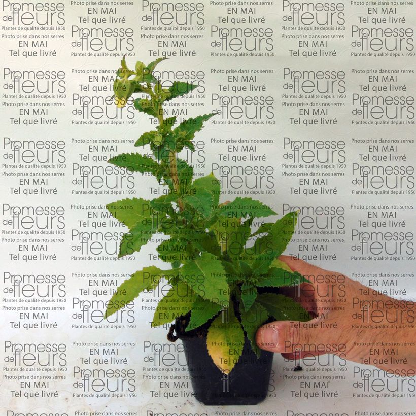 Example of Symphyandra pendula specimen as delivered