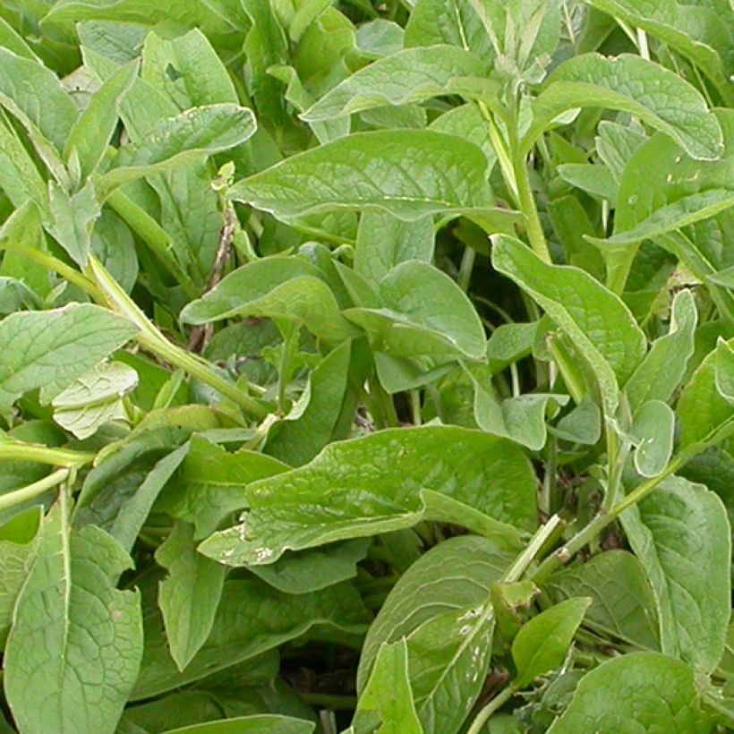 Symphytum azureum  (Foliage)