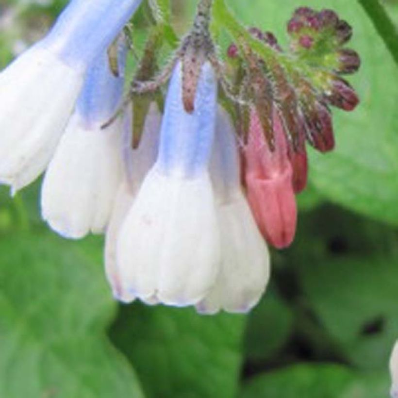 Symphytum Hidcote Blue - Comfrey (Flowering)