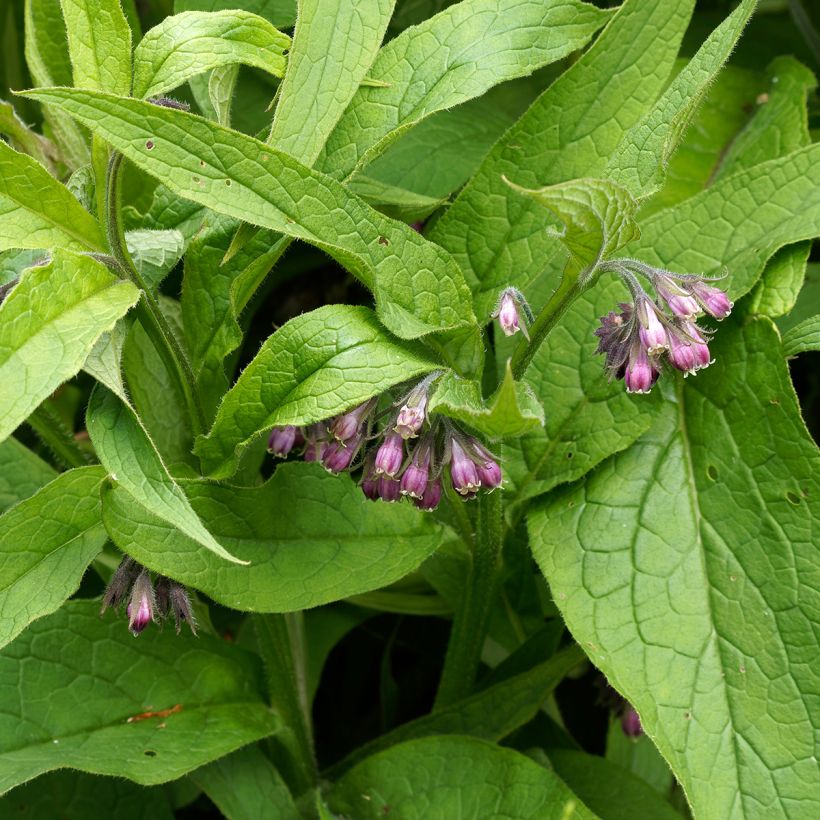Symphytum officinale  (Foliage)