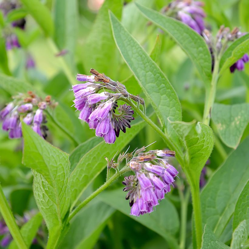 Symphytum officinale  (Flowering)