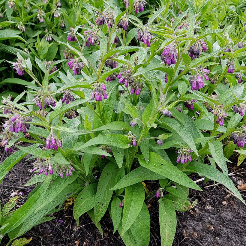 Symphytum officinale  (Plant habit)